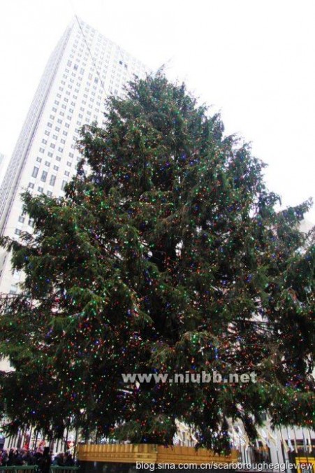 纽约第五大街 实拍纽约第五大街超级圣诞树