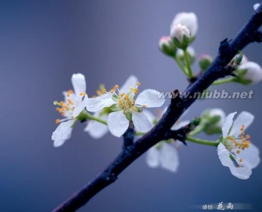 【春天：梨花一枝香带雨】