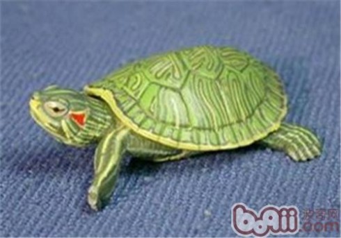 巴西龟的饲养方法 巴西龟幼龟的饲养方法