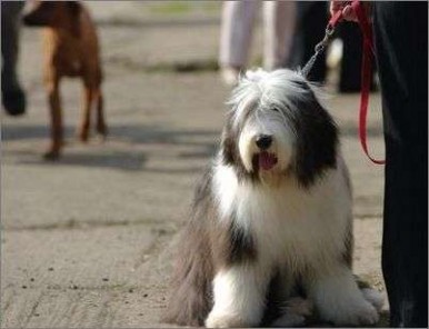 长须牧羊犬 如何饲养古代长须牧羊犬