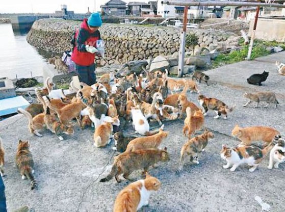 多猫 日本旅游攻略：天下无不冧之猫奴