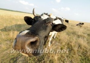 奶牛：奶牛-简介，奶牛-生长发育过程_奶牛场