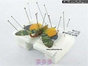 昆虫标本制作 昆虫标本制作全攻略，昆虫标本DIY详细图解