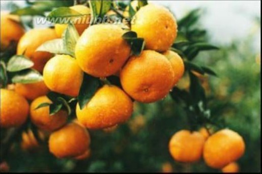橘子的营养 哪些人不适宜吃橘子