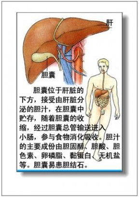 人体器官 人体器官分部彩图(大全)