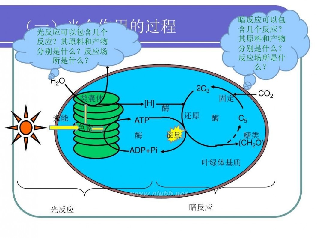 光合作用 光合作用课件