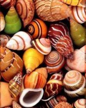贝壳 贝壳：贝壳-词语简介，贝壳-成分和结构