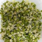 绿豆芽的功效与作用及食用方法，绿豆芽的营养价值_