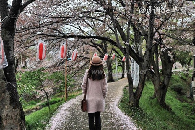 【日本】烟雨奈良，朦胧了一纸樱花梦