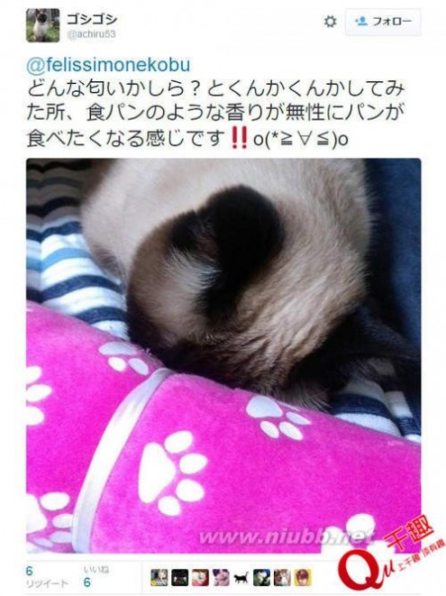 日本发明“猫的额头”香水！让你一次闻个够！_日本香水