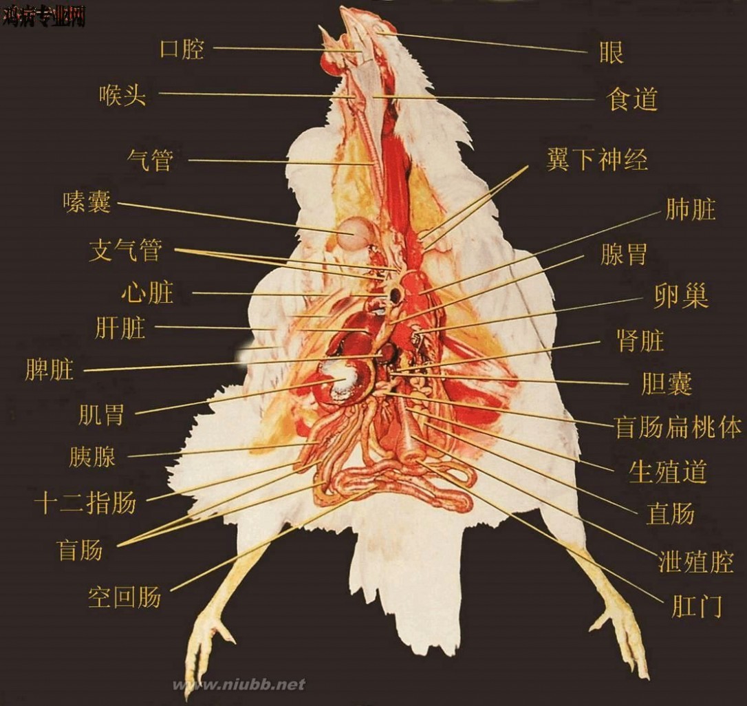 鸡解剖图 鸡的解剖结构图