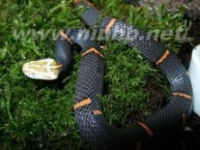 喜玛拉雅白头蛇：喜玛拉雅白头蛇-形态特征，喜玛拉雅白头蛇-栖息环境_喜玛拉雅白头蛇