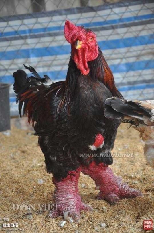 公鸡中的战斗鸡 越南怪鸡:公鸡中的战斗鸡，肯打鸡的专用鸡