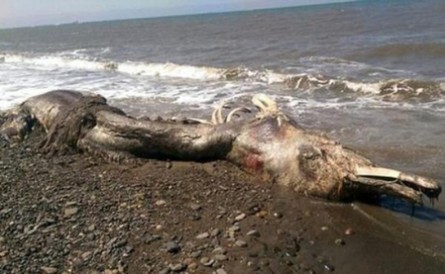 海滩惊现怪兽尸体 海滩惊现怪兽尸体 鸟喙长毛海豚似远古生物