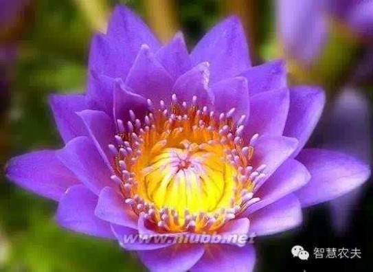 睡火莲 据说这是世界上最娇贵的花，美得令人窒息