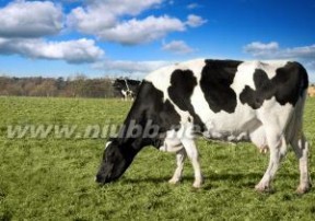 奶牛：奶牛-简介，奶牛-生长发育过程_奶牛厂