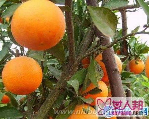 橘根 【橘根的功效与作用】中药橘根的功效与作用_橘根的用法用量和禁忌注意