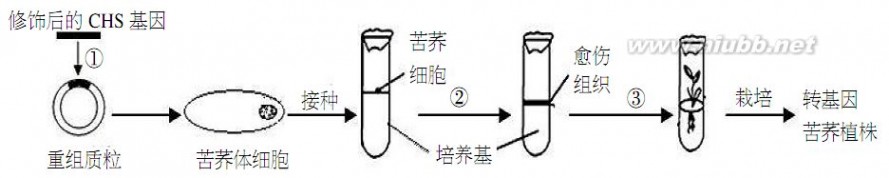 金丝雀鸟 凉山州2015届二诊生物试题 彭东旭 2