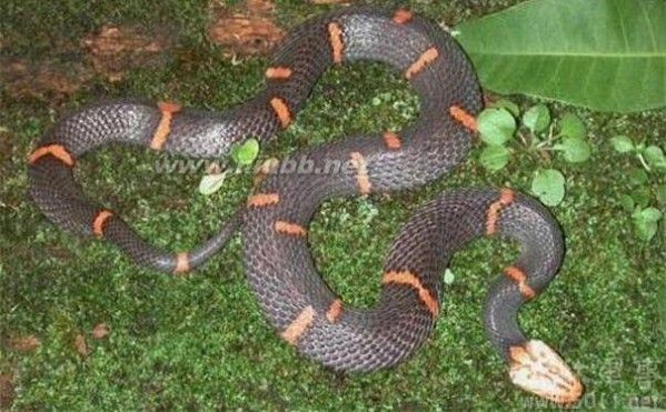 揭开自然界罕见毒物——喜马拉雅白头蛇的神秘面纱_喜玛拉雅白头蛇