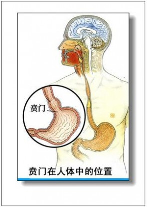 人体器官 人体器官分部彩图(大全)