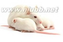 小白鼠：小白鼠-概况，小白鼠-主要用途_小白鼠