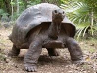 加拉巴哥象龟：加拉巴哥象龟-形态及行为特征，加拉巴哥象龟-繁殖特征_加拉帕戈斯陆龟