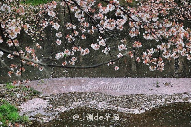 【日本】烟雨奈良，朦胧了一纸樱花梦