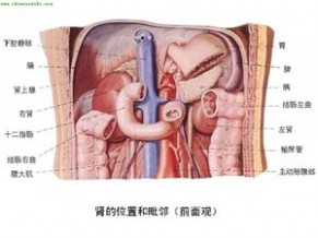 人体器官 人体器官分部彩图(大全)