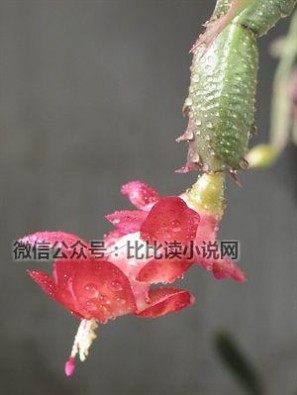 花之舞 落花之舞简介