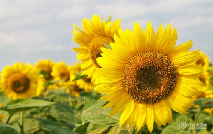 太阳花的花语是什么 太阳花花语是什么 太阳花有什么寓意