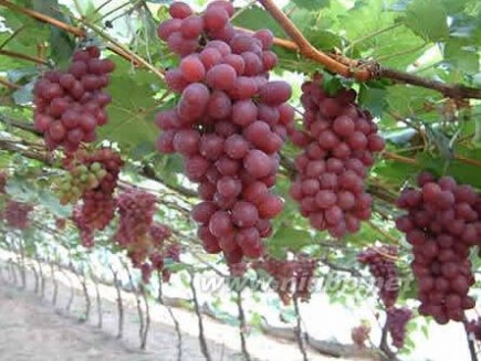 盆栽葡萄种植技术 盆栽葡萄种植方法