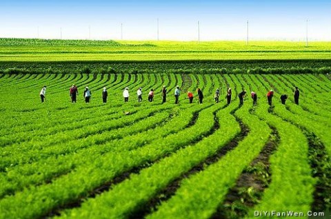 河北承德塞罕坝蓝的天绿的草图片