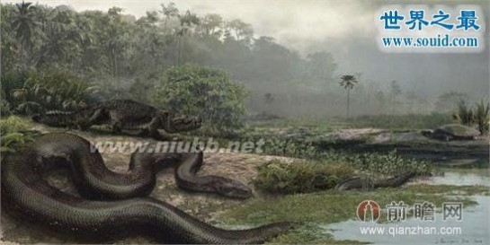 世界上最长的蛇有多长_世界上最大的蛇55米