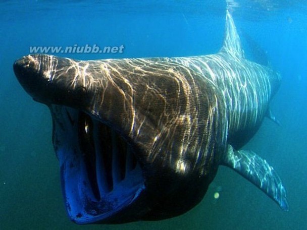 幽灵鲨 揭秘世界十大最可怕的鲨鱼