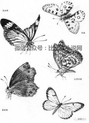 昆虫资料 绘画资料图典：昆虫图谱