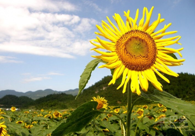 太阳花的花语是什么 太阳花花语是什么 太阳花有什么寓意