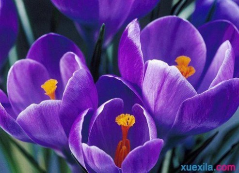 紫色郁金香的花语 紫色郁金香花语_紫色郁金香的传说