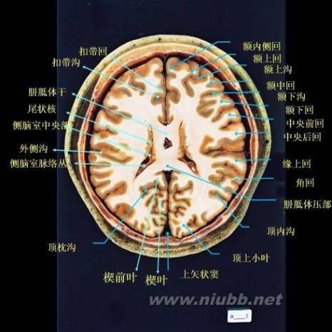 顶叶属于什么中枢 大脑各叶分界标志（三沟五叶）