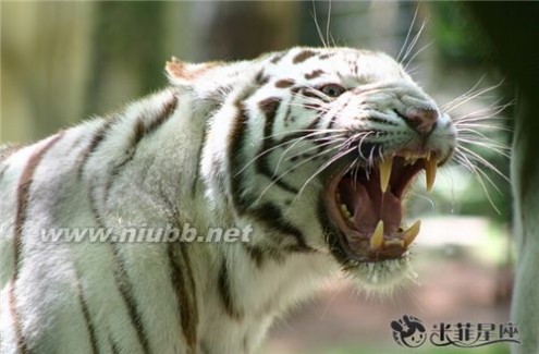 梦见豹子 梦见老虎和豹子 周公解梦梦到老虎和豹子