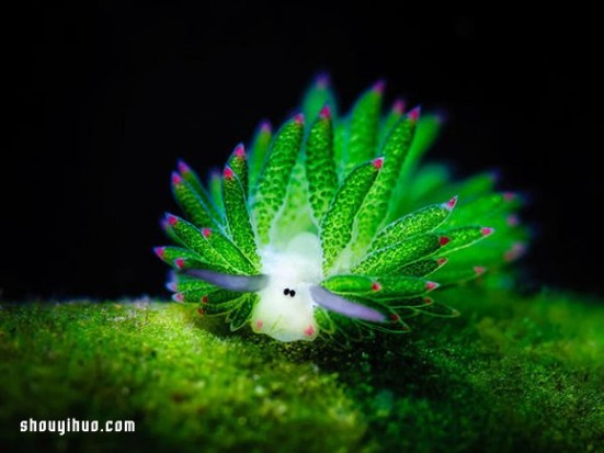 海蛞蝓 最萌生物！宛如小绵羊的藻类海蛞蝓