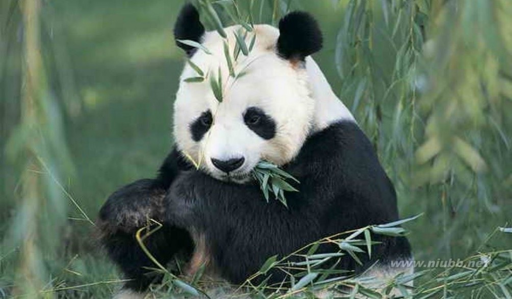 大熊猫是什么科 【大熊猫是什么科】大熊猫科动物介绍