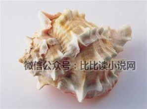 贝壳图片 漂亮的贝壳图片欣赏