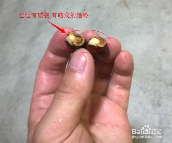 花草树木网 怎么种植花草树木：[1]种植桂圆