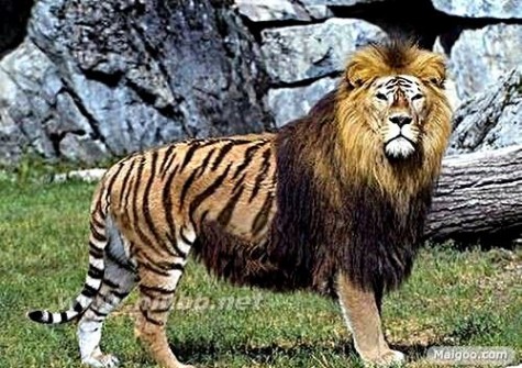 狮虎兽 动物界十大杂交动物盘点：狮虎兽体型巨大