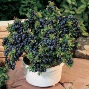  蓝莓阳台种植技术