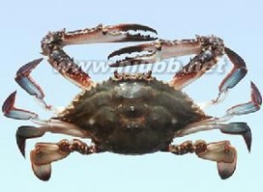 三疣梭子蟹：三疣梭子蟹-简介，三疣梭子蟹-形态特征_梭子蟹