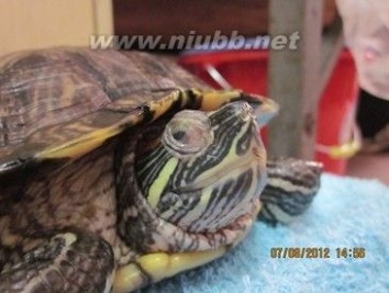 一例巴西龟严重白眼病的治疗_白眼病