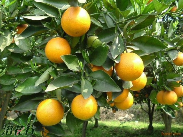 橙树 橙树图片