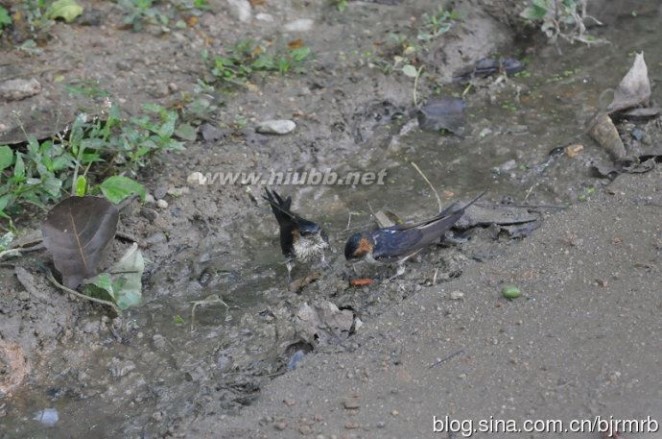 第一次见到燕子在路边觅食