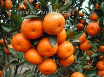 橘子的营养 橘子的营养价值与功效
